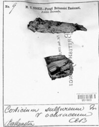 Phlebiella sulphurea image